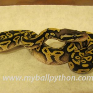 Lavender Albino