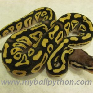 Lavender Albino