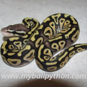Lavender Albino