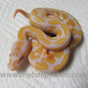 Lavender Albino