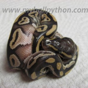 Mojave Male