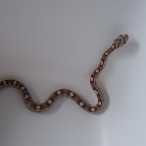 Ratsnakes