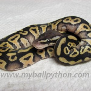 Mojave Male