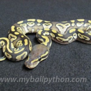 Mojave Ball Python