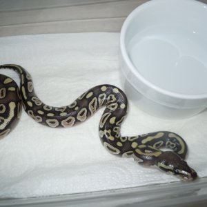 2011 Mojave BPs