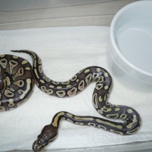 2011 Mojave BPs