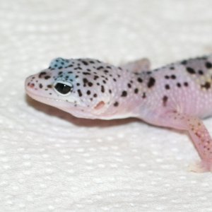 snow enigma baby face
