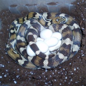 Calico's Deposit--6/3/11