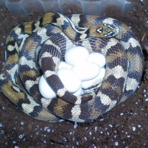 Calico's Deposit 6/3/11
