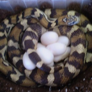 Calico's Deposit 6/3/11