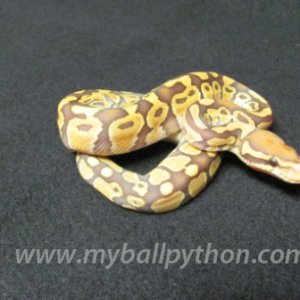 Caramel Albino Male