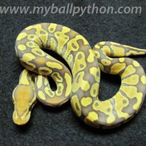 Caramel Albino Male