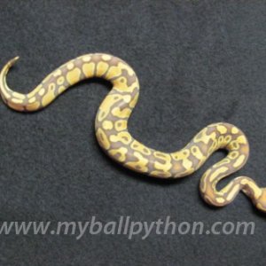 Caramel Albino Male