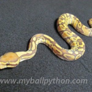 Caramel Albino Male