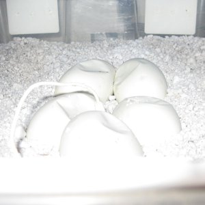 Delilahs eggs day 45