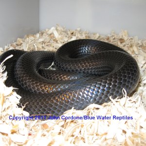 Black Milksnake - Male 2007