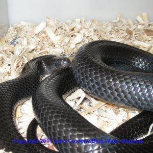 Black Milksnake - Male 2007