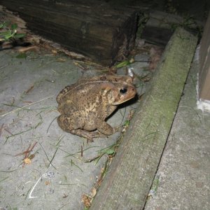 A visitor on a June evening