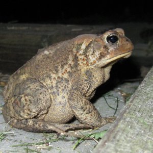 A visitor on a June evening