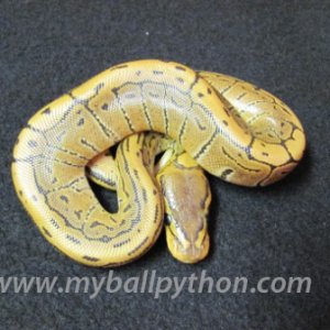 Male Pinstripe