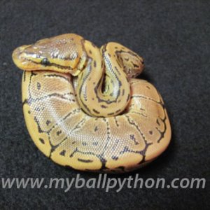 Male Pinstripe