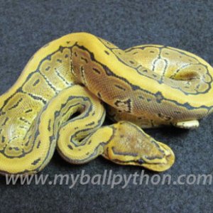 Male Pinstripe