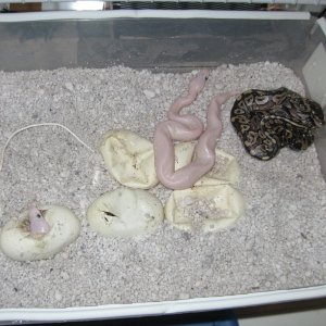 Samson and Delilahs babies