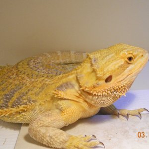 Bella