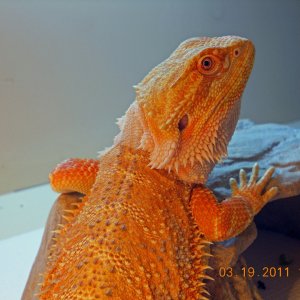 Tango