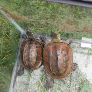 Reeve's Turtles