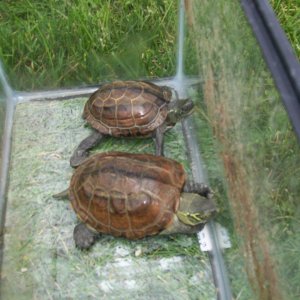 Reeve's Turtles