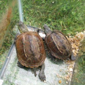 Reeve's Turtles