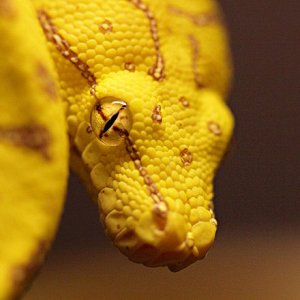 Close_up1