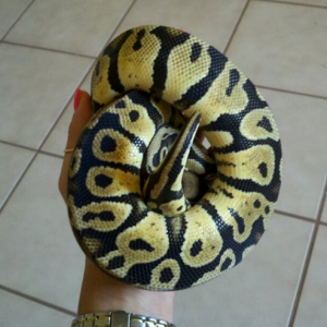 pastel