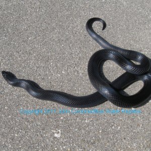 Kali 2007 Male Black Milksnake
