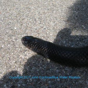 Kali 2007 Male Black Milksnake
