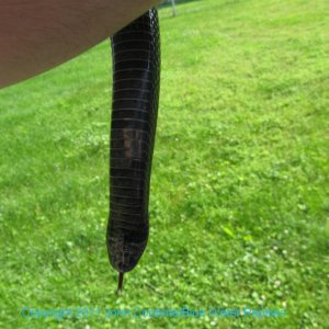 Kali 2007 Male Black Milksnake
