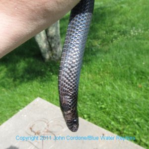 Kali 2007 Male Black Milksnake