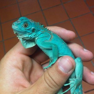 blue_iguana