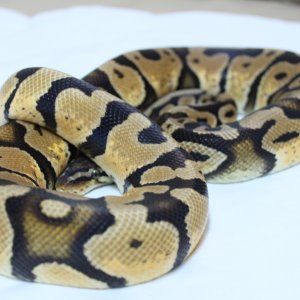 Super pastel Male