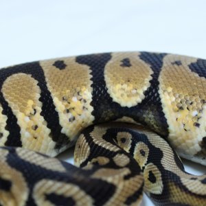 Super pastel male