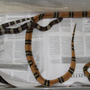 Sinacorn Pair
