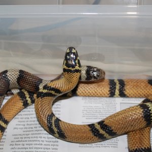 Sinacorn Pair