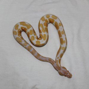 High-Contrast Albino