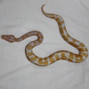 High-Contrast Albino