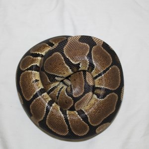 Normal Female #1
