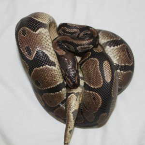 Normal Female #2