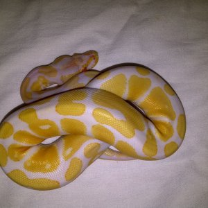Albino1