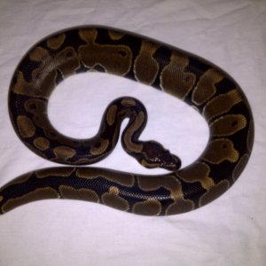Het Albino