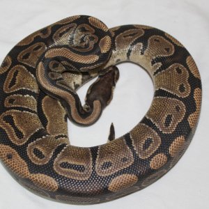 Normal Female #3